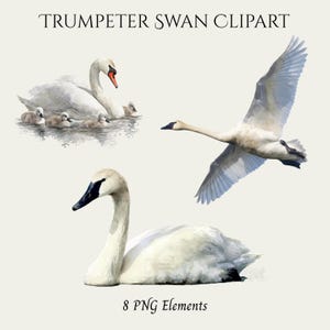 May include: Watercolor clipart featuring Trumpeter Swans. The image includes a swan family with cygnets, a swan in flight, and a swan resting. The text "TRUMPETER SWAN CLIPART" and "8 PNG Elements" are also included.