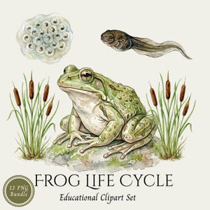 May include: Watercolor illustration of a frog life cycle. The image features a green frog on a rock, a tadpole, frog eggs, and cattails. The text reads "FROG LIFE CYCLE" and "Educational Clipart Set". A badge in the lower left corner says "13 PNG Bundle".