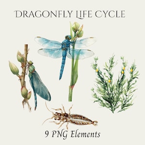 May include: Watercolor illustration of a dragonfly life cycle, featuring a blue dragonfly, a green dragonfly, a brown insect, and green plants. The text "DRAGONFLY LIFE CYCLE" and "9 PNG Elements" are displayed in black font.