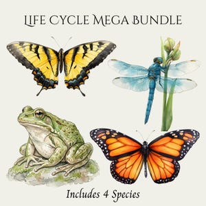 Life Cycle Mega Bundle, Watercolor Nature Study Clipart, Frog Butterfly Dragonfly PNG, Homeschool Science Printable