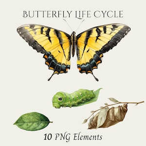 May include: Watercolor illustration of a butterfly life cycle. The image features a yellow and black butterfly, a green caterpillar on a leaf, a leaf, and a chrysalis. Text at the top reads "BUTTERFLY LIFE CYCLE" and at the bottom "10 PNG Elements."