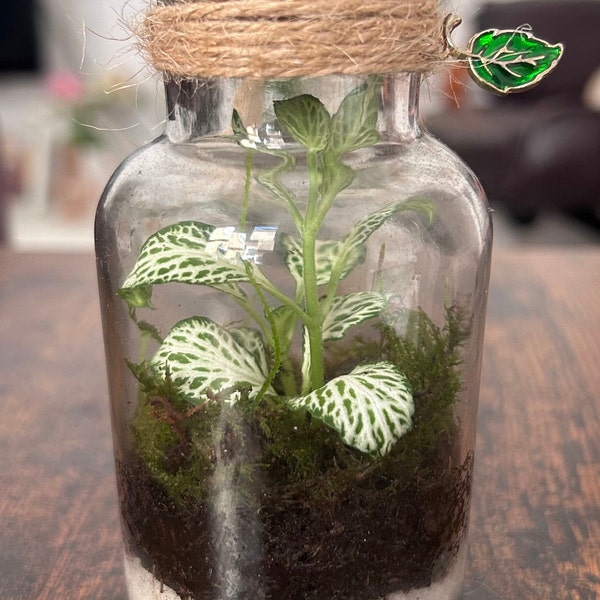 Diy Terrarium Kit Etsy UK