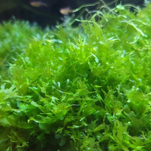 May include: Close-up of vibrant green aquatic plants, likely moss, filling the frame. The plants have a dense, textured appearance with numerous small, delicate leaves. The bright green color suggests healthy growth, suitable for an aquarium.