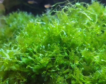 Subwassertang Round Pellia Moss live plant Shrimp, Baby fish cover 2 oz Cup. Buy 2 get 1 FREE. Freshwater