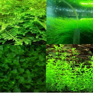 May include: Four different types of green aquatic plants. The first plant has long, thin, fern-like leaves. The second plant has long, thin, grass-like leaves. The third plant has small, round, green leaves. The fourth plant has long, thin, grass-like leaves.