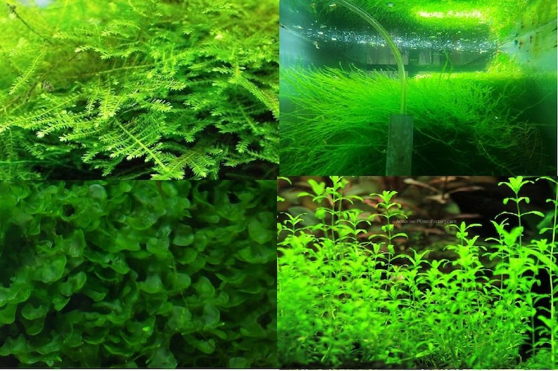 Paquete de musgo/plantas: Musgo de Navidad, Subwassertang, musgo de Java, Alga Perla, o comprar individualmente (2 - 5 oz de cada uno)