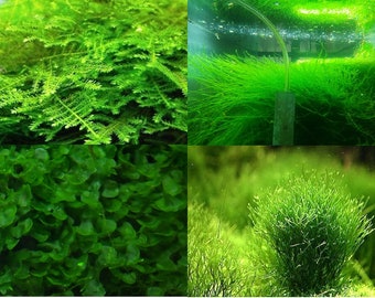Moss/Plant Pack Christmas Moss, Subwassertang, Java moss, Riccia Fluitans, or buy Individually  (2 - 5 oz cup of each)