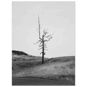 Bandon Dunes Ghost Tree