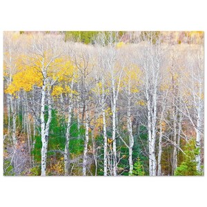 Aspen in Autumn - Poster, Premium Semi-Glossy Paper