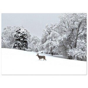 Deer on a Snowy Morning - Premium Semi-Glossy Paper Poster