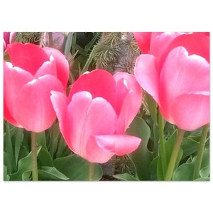 Tulipani rosa, primo piano - Poster, carta semilucida premium