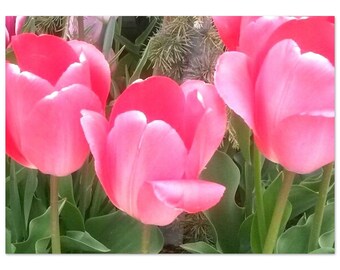 Plakat z różowymi tulipanami: zbliżenie kwiatów, półbłyszczący
