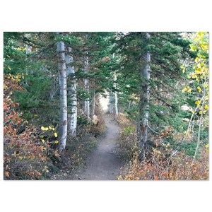 Herbst Weg durch die Pines - Poster, Premium Semi-Glossy Papier