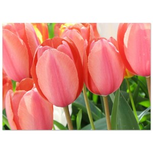 Perky Tulips - Poster, carta semilucida premium