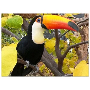 Tucano su un albero - Poster, carta semilucida premium
