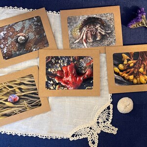 May include: Five brown cardstock postcards with different images of sea life. The images include a hermit crab, a red starfish, a sea snail, and yellow seaweed.