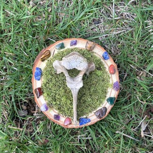 Animal Bone with Crystals (B)