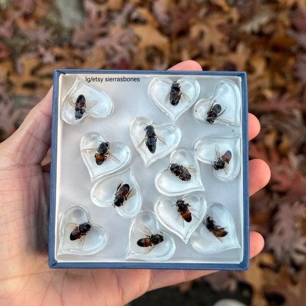 Honey Bees in Resin