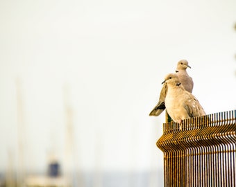 Paisaje marino, palomas, aves, fotografía para imprimir