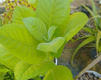 Shirazi Tobacco seeds