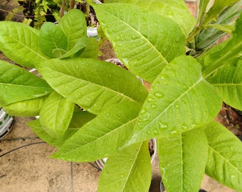 Tobacco seeds. Burley Gold