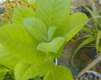 Virginia Gold Tobacco Seeds