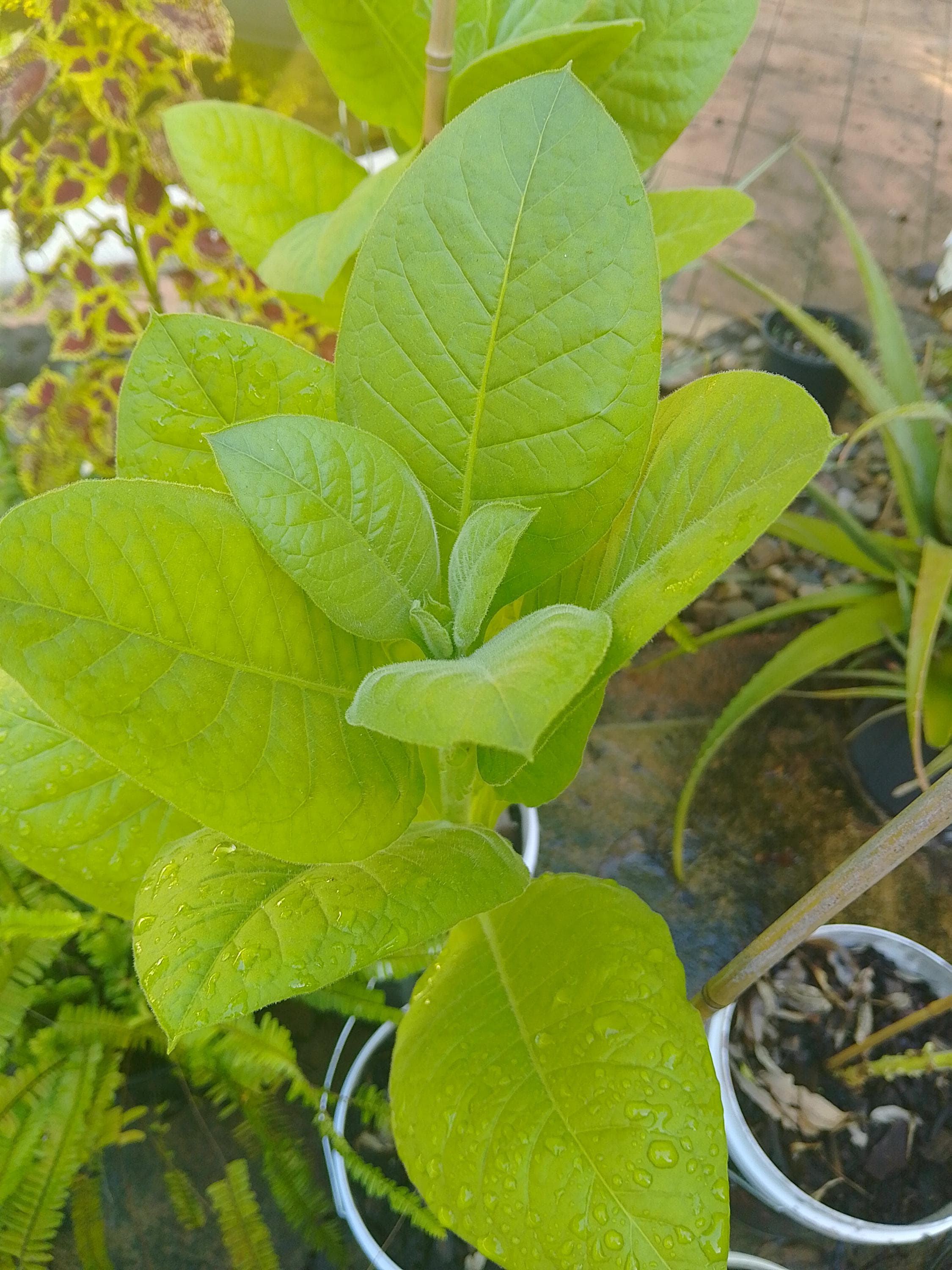 Nicotiana Tabacum