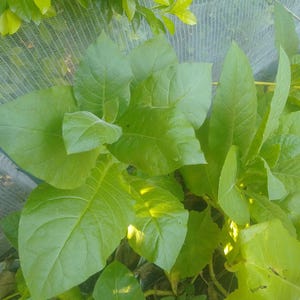 May include: A close-up shot of lush green tobacco leaves. The leaves are broad, displaying visible veins, and are at different stages of development. The image is well-lit, emphasizing the texture and colour of the leaves. A mesh structure and other green foliage form the background.