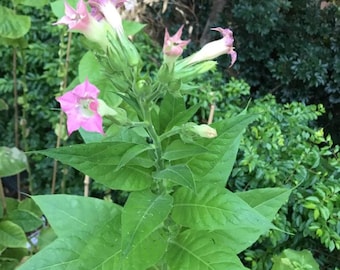 Eastern European Burley Tobacco seeds