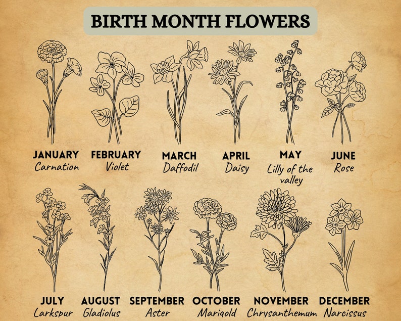 May include: A chart showing the birth month flowers. The flowers are illustrated in black and white. The months are listed in order from January to December. The flowers are: Carnation, Violet, Daffodil, Daisy, Lily of the Valley, Rose, Larkspur, Gladiolus, Aster, Marigold, Chrysanthemum, Narcissus.