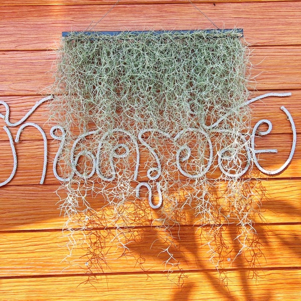 Hanging airplant - spanish moss