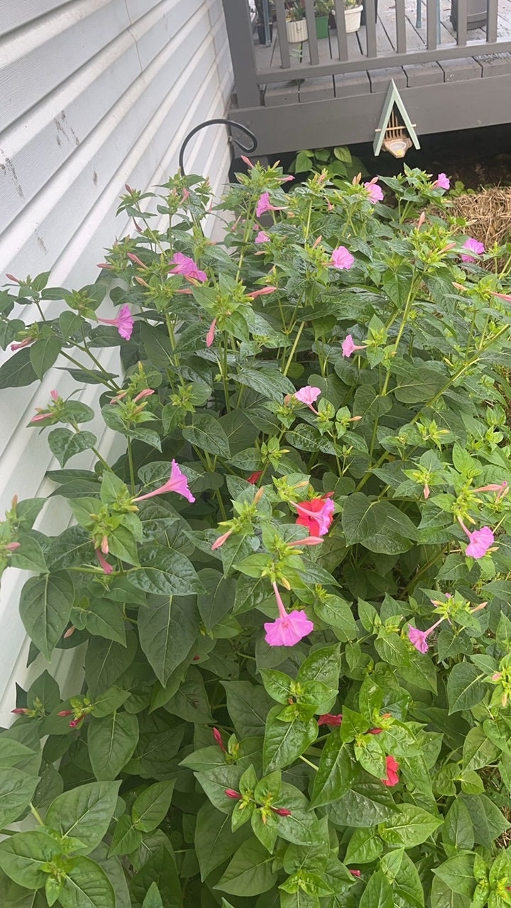 Four O'clock Flower Seeds Etsy