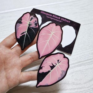 Ensemble d'autocollants en vinyle Alocasia | Stickers ordinateur portable et bouteille d'eau | Stickers plantes rares | Feuille d'autocollants botaniques