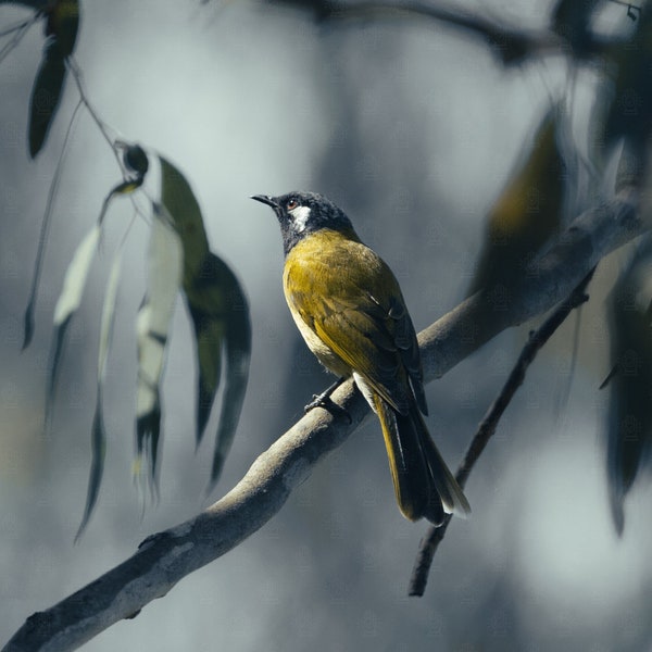 White-eared Honeyeater - High Resolution Digital File