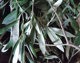 Fresh Organic Olive Branches for Wedding Decor, Olive Leaf Greenery for DIY Wreaths, Natural Olive Sprigs, Greek Foliage, 36oz apr. (1000g)