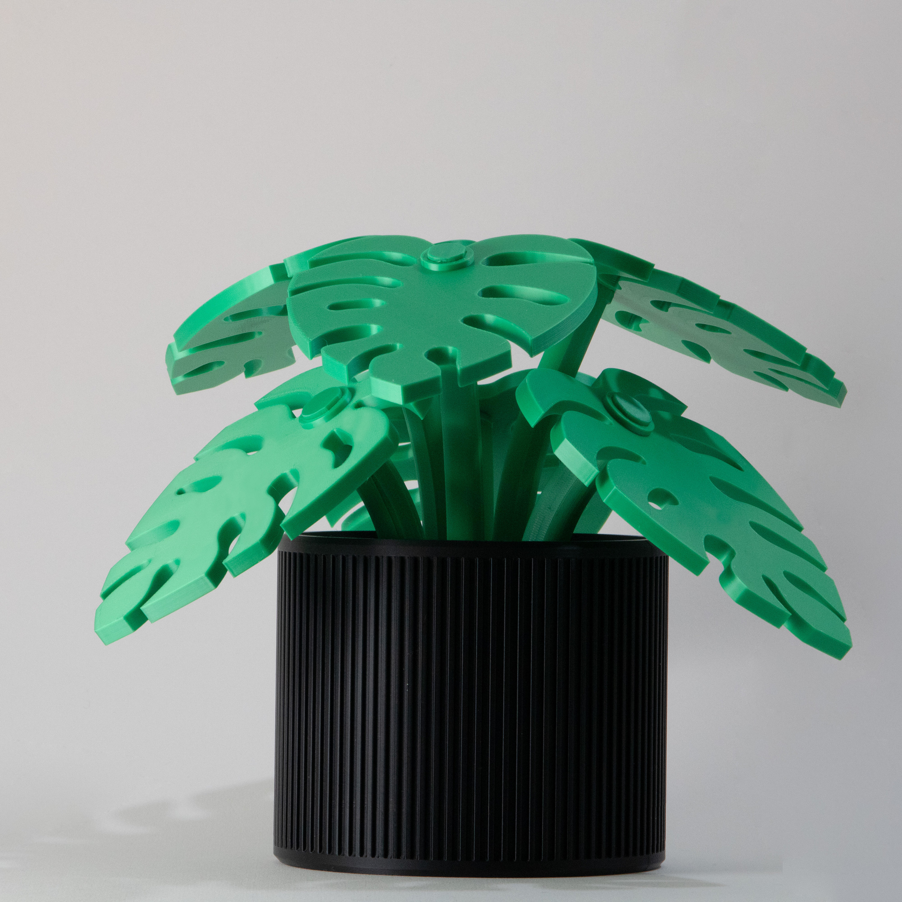monstera zucht Monstera Variegata | Seltene Zimmerpflanze