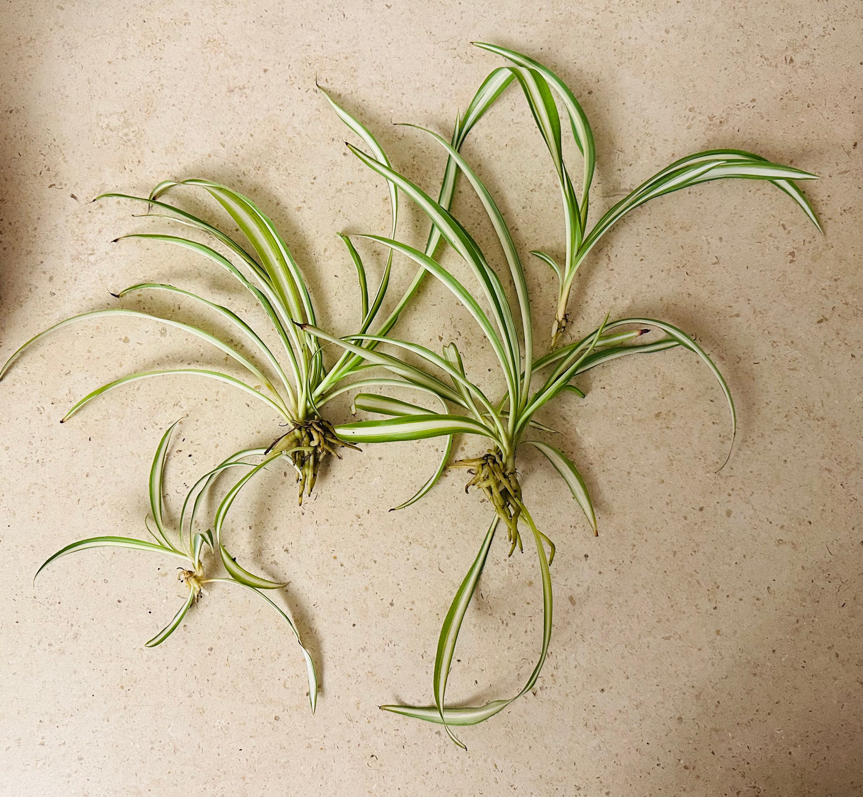Spider Plant Cuttings (x2)