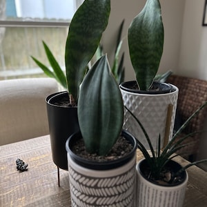 Whale fin sansevieria