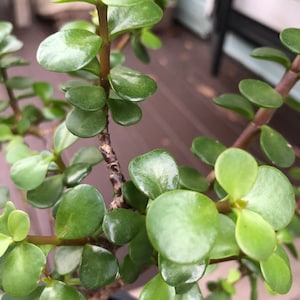 May include: Close-up of a jade plant with small, round, glossy green leaves. The plant's stems are a reddish-brown color. The image is well-lit, highlighting the plant's texture and vibrant green hue. The plant is a popular houseplant.