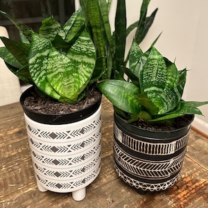 Bird's Nest Sansevieria - Etsy