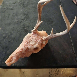 May include: A deer skull covered in pink salt crystals with antlers attached.