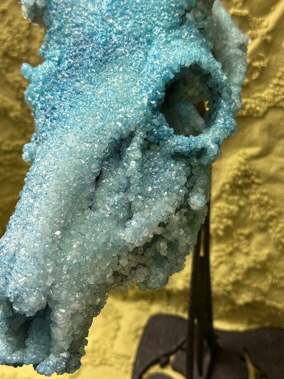 Crystallized Arkansas Deer Skull Mount Turquoise - Etsy
