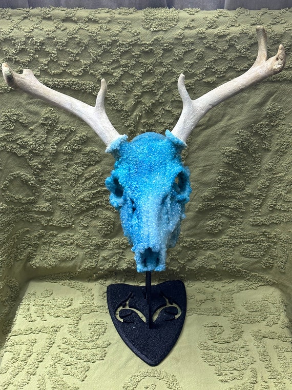Crystallized Arkansas Deer Skull Mount Turquoise - Etsy