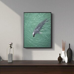Stampa minimalista di foca oceanica – Arte murale con fauna selvatica costiera – Decorazione moderna per case sulla spiaggia – Fotografia naturalistica serena – Belle arti con animali marini
