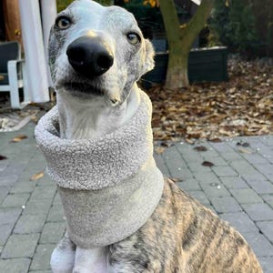 Könnte beinhalten: Ein grauer und weißer Whippet-Hund, der einen hellgrauen Fleece-Halswärmer trägt. Der Hund hat ein gestromtes Fell mit weißer Brust und Gesicht. Der Hintergrund zeigt eine Terrasse und Herbstlaub.