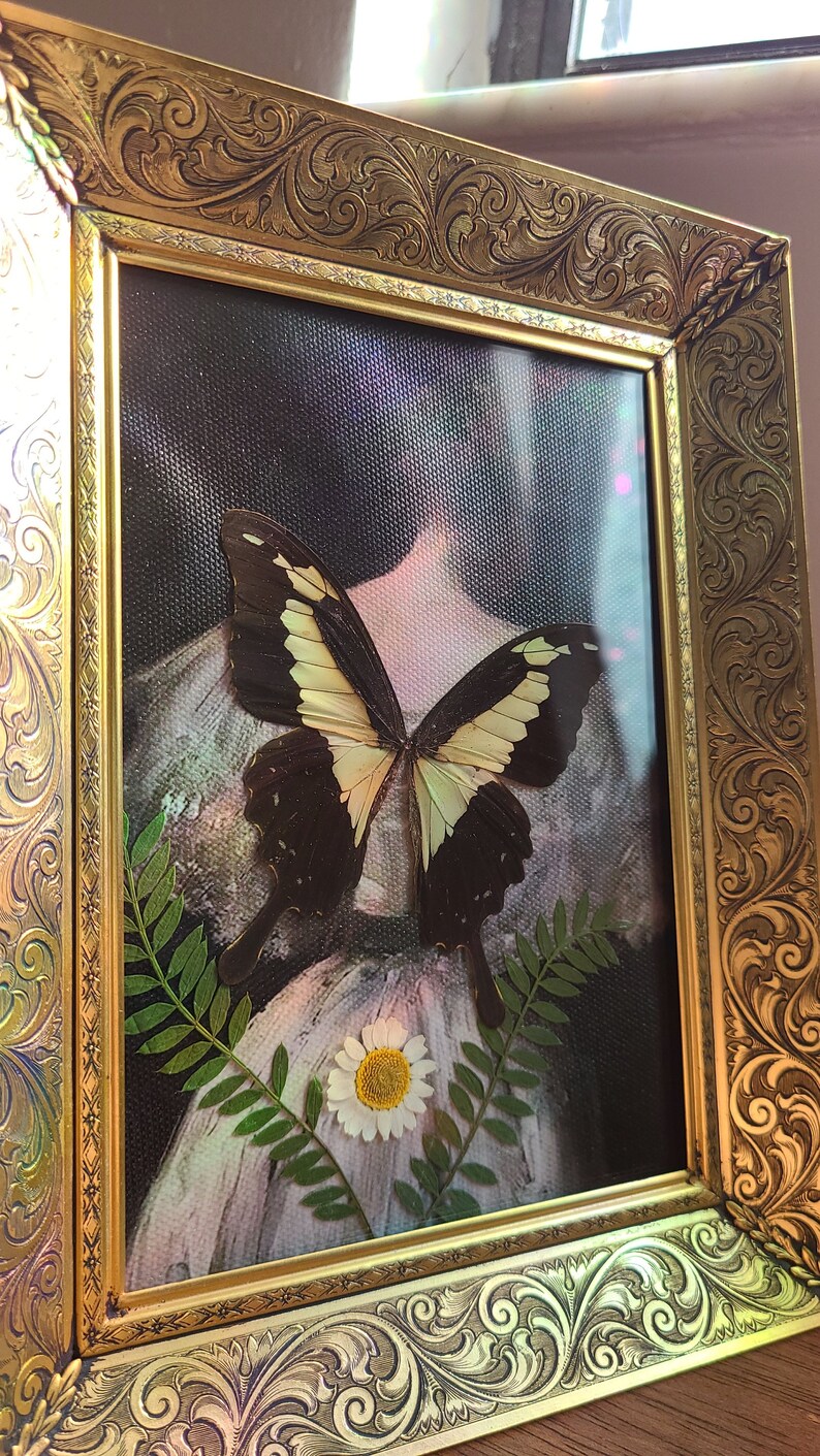 Real Butterfly Art In Antique Gold Frame Etsy Real butterfly art in antique gold frame etsy