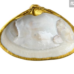 May include: A white seashell with a gold rim. The shell is smooth and has a natural, organic shape.