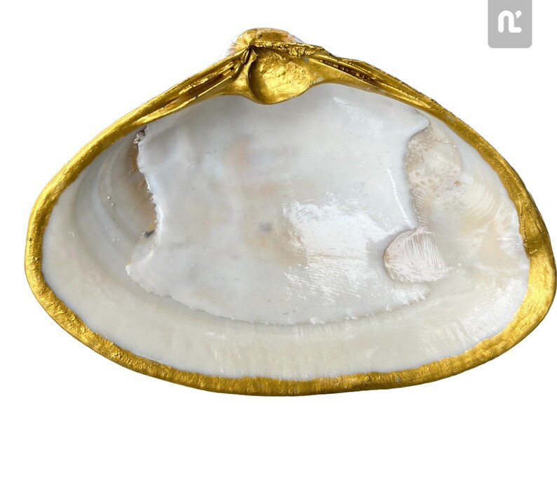 May include: A white seashell with a gold rim. The shell is smooth and has a natural, organic shape.