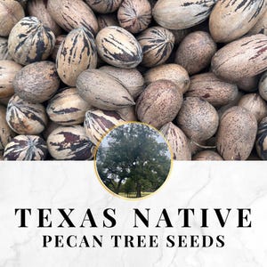 Semillas de nogal americano nativo de Texas: 20 semillas frescas para cultivar nogales, huerto familiar tradicional, cultivo de larga duración para preparacionistas, zonas 6-9