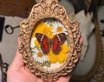 Scarlet Peacock Butterfly Botanical Display | Ornate Framed Insect Shadow box